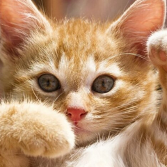 Сугроби та люті морози