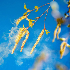 Дівчинка з квіткою у руках