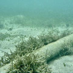 Пошкоджені підводні інтернет-кабелі у Червоному морі