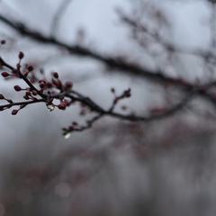 Прогноз погоды для Киевщины