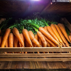 Морква на високій ціні