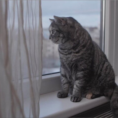 Жителі Київщини готуються до дощу