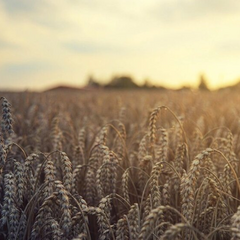 Ініціатива 