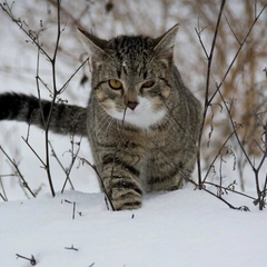 Діденко попередила про похолодання до -17 та ожеледицю