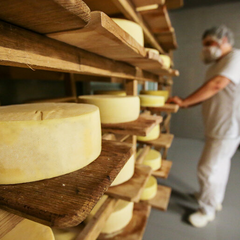 Українські сири на прилавках ізникають: причина