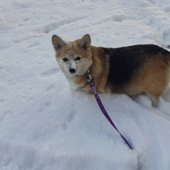 Машина на льоду взимку