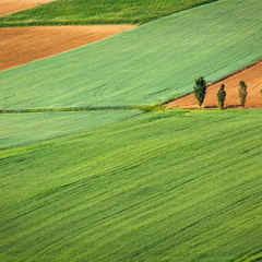 Торги Земельного банку: регіони-конкуренти та вартість гектару