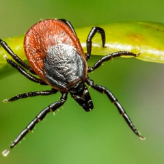 Зображення кліща, кров приваблює