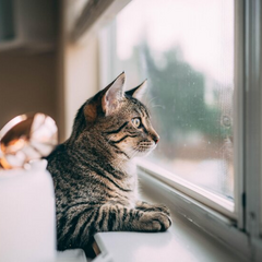 Жителям Киевщины - весеннее тепло +16