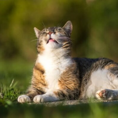 Синоптик прогнозирует летнее тепло в Украине