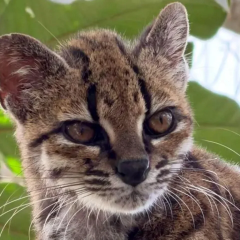 Дикая кошка Leopardus tilcayo в Боливии