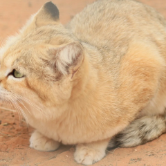 Rare sand cat in Libya