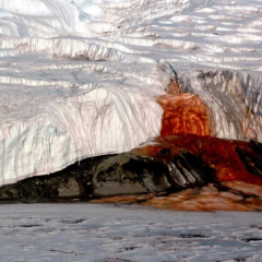 Sunlight-free bacteria in Antarctica