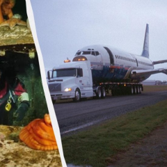 Боинг 737 в воде - дом для морских видов