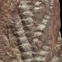 Fossil of prehistoric animal found in Norway