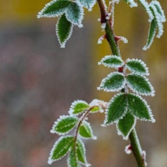 Заморозки до -3°, небезпечність I рівень