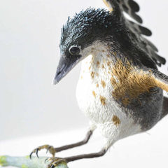 Reconstructing Concornis lacustris: A Prehistoric Bird from 125 Million Years Ago