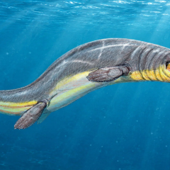 Fossil of Halisaurus auriculatus mosasaur