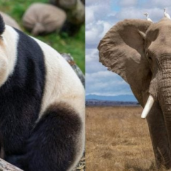 New 'big five' animals for travel