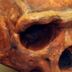 Реконструкция Homo erectus в Южной Африке