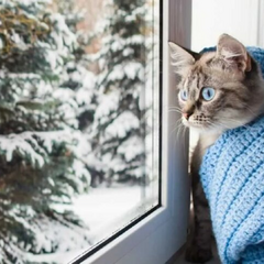 Графічне зображення погоди в Україні