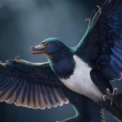 Скелет Norellraptor barsboldi в Китаї