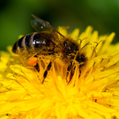 Honeybees Outcompete Wild Pollinators as Rising Temperatures Intensify Food Competition