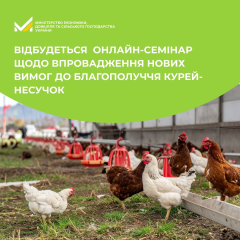 Farm chickens at the farm