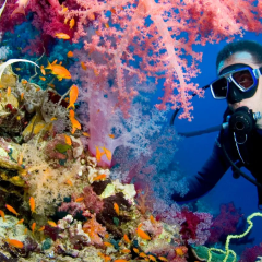 Freediving changes brain connections