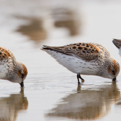 Flooded wetlands and migratory birds at risk