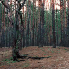 поліцейський повішений в херсонських лісах