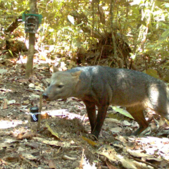 Rare ghost dog spotted in the Amazon
