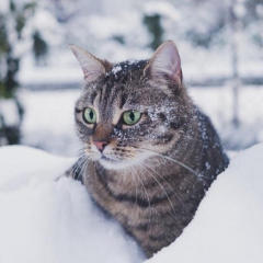 Up to 35 cm of Heavy Snow Expected Along the France-Italy Border and the Alps from October 23 to 25