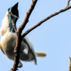 Record-Breaking Bird Calls: Bare-Throated Araponga and Red-Legged Seriema Exceed 120 Decibels