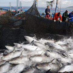 Україна вступила в Генеральну комісію з рибальства