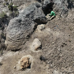 Tyrannosaurus rex footprints in North Dakota