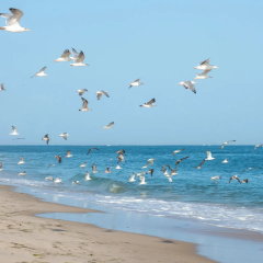H5N1 bird flu strain mutated and dangerous