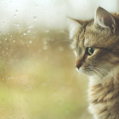 Погода готує сюрприз у вигляді злив та гроз