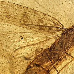 Fossilized cicada insect Cretodorus noonoo