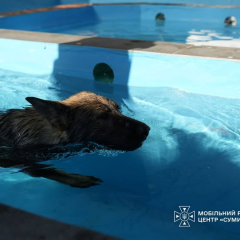 Собака ДСНС Астрід тренується у басейні