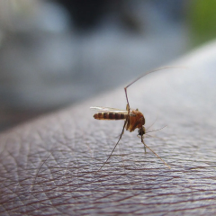 Комари пристосовуються до аромату репеленту
