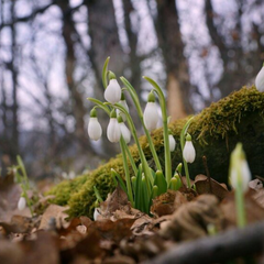 Киевская область засыпает снегом и льдом