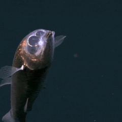 First-Ever Video of a Binocular Fish Captured at 710 Meters Deep by Scientists