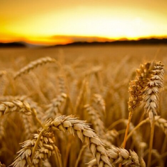 Поле з пшеницею на українському полі