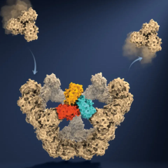 Oxford scientists uncover physical laws of virus protein self-organization