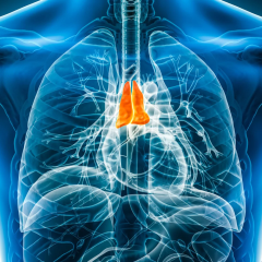 A Tiny Chest Organ May Hold Secrets to Longevity, New Nature Research Shows
