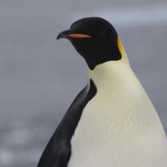 Gentoo penguins on Kerguelen Islands