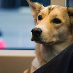 Пес в метро: нові вимоги перевезення