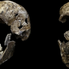 Поховання Homo naledi в ПАР