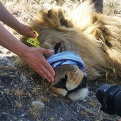 Microbiome of wild African lions: new genomes